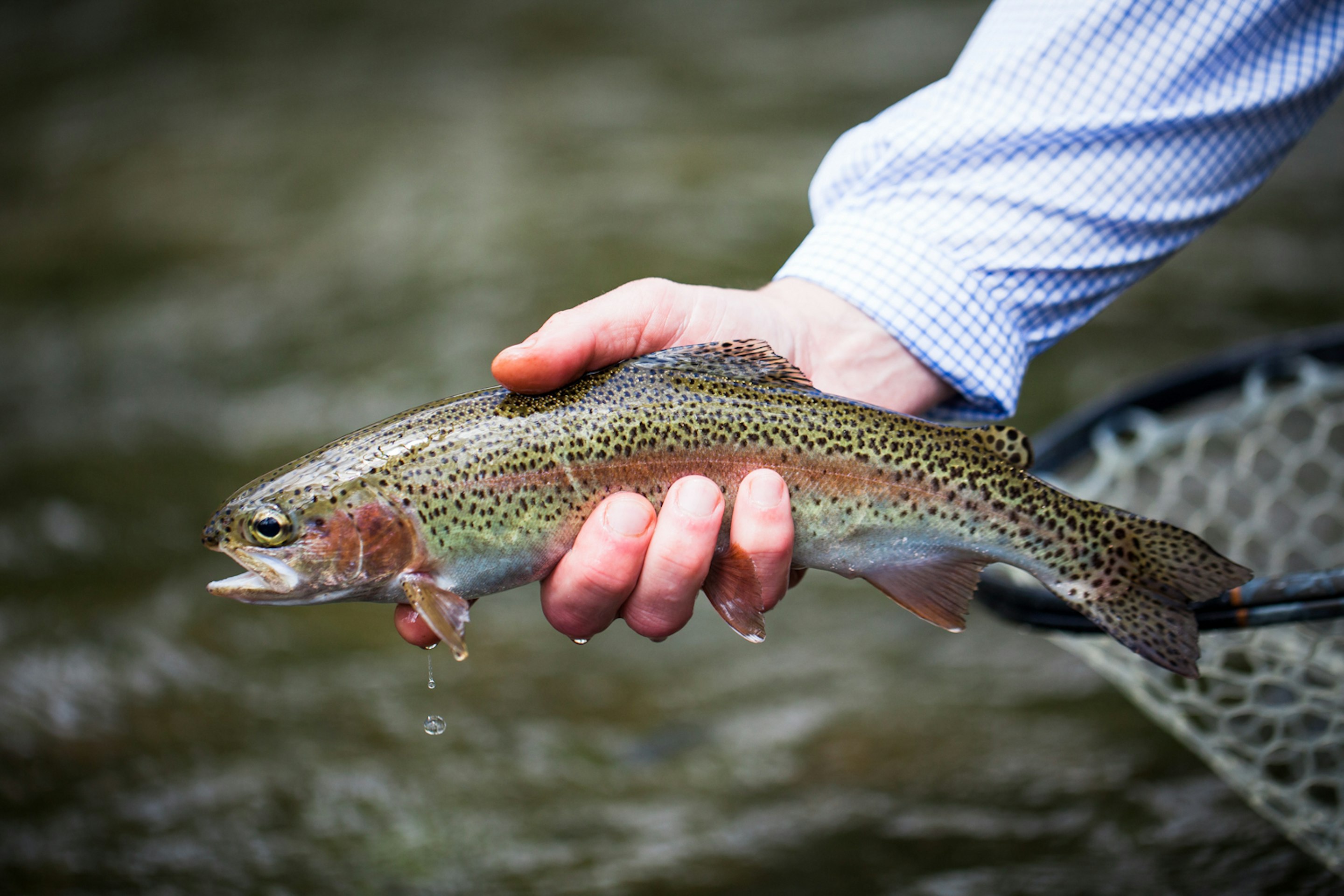 Fishing License Davidson River Outfitters Brevard NC