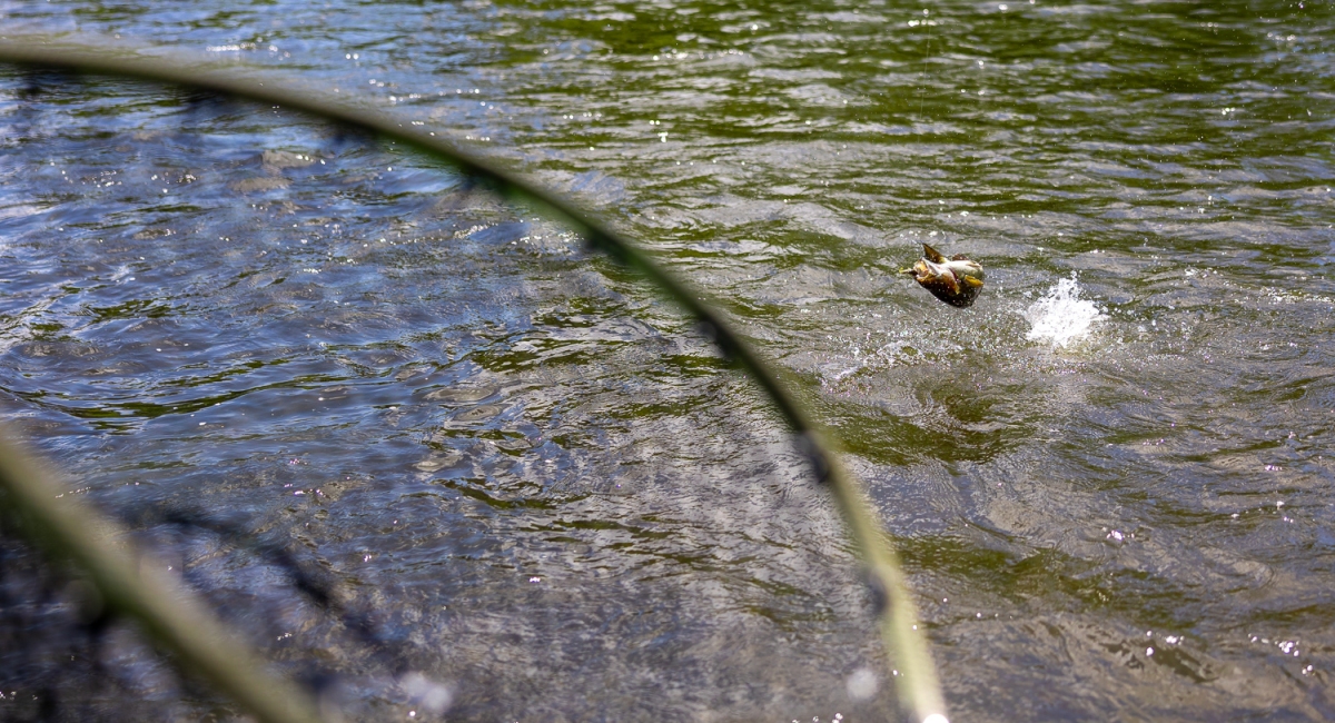 5 Tips for Catching Early Season Smallmouth