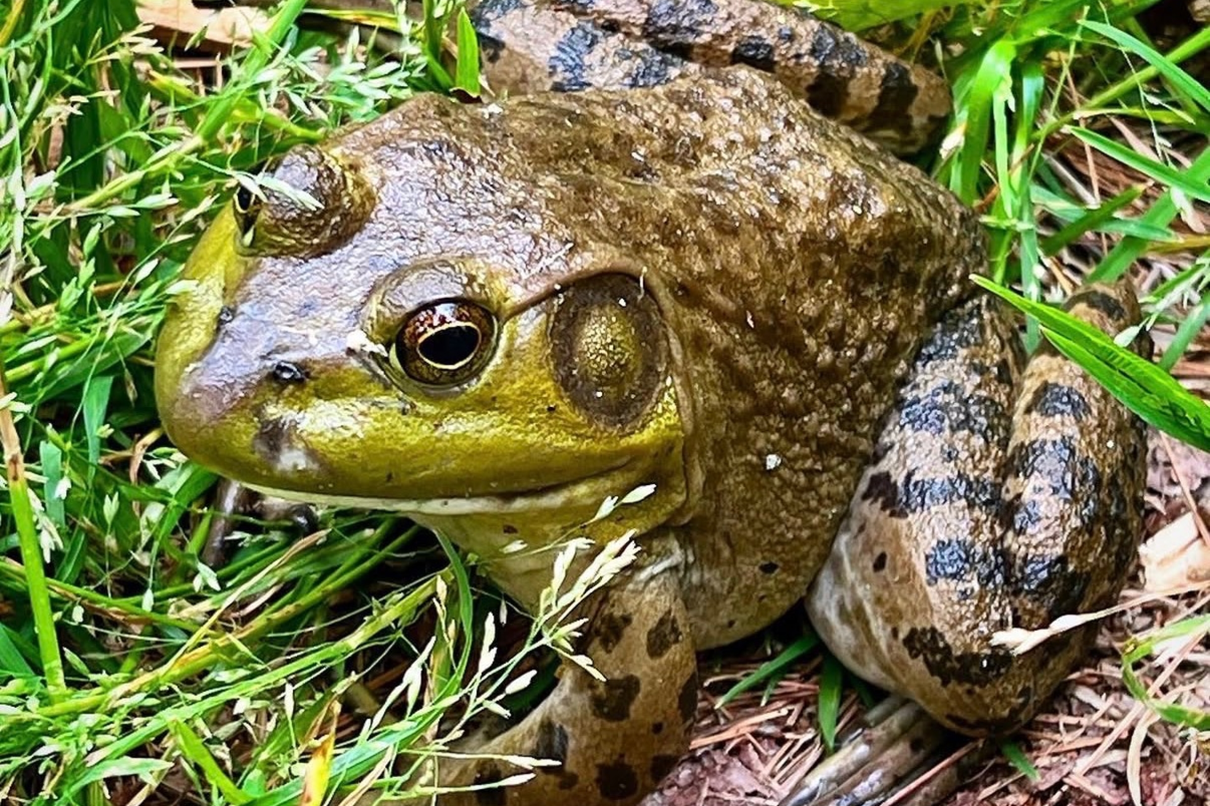 Guided Nature Tours | Davidson River Outfitters