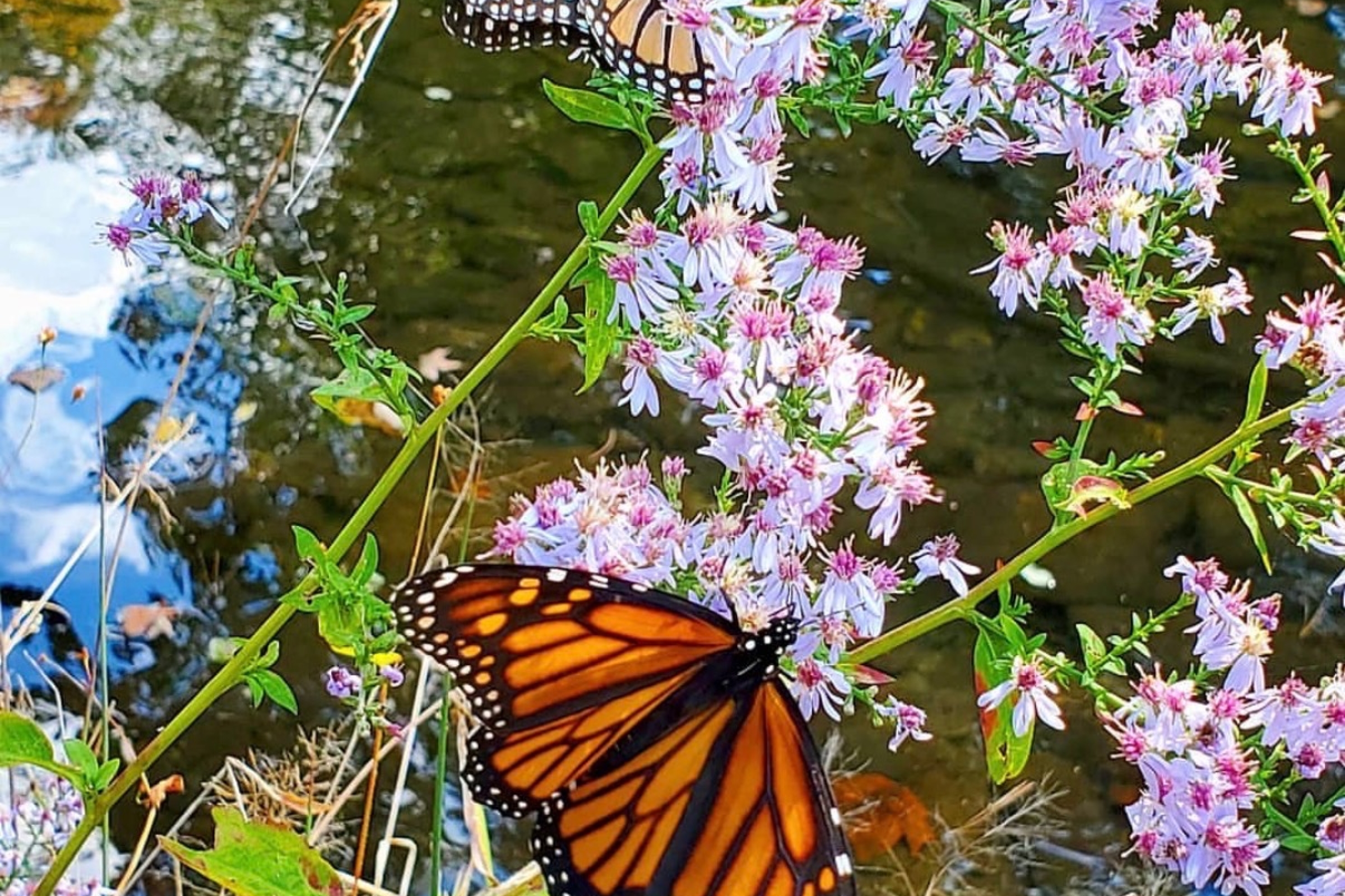 Guided Nature Tours | Davidson River Outfitters