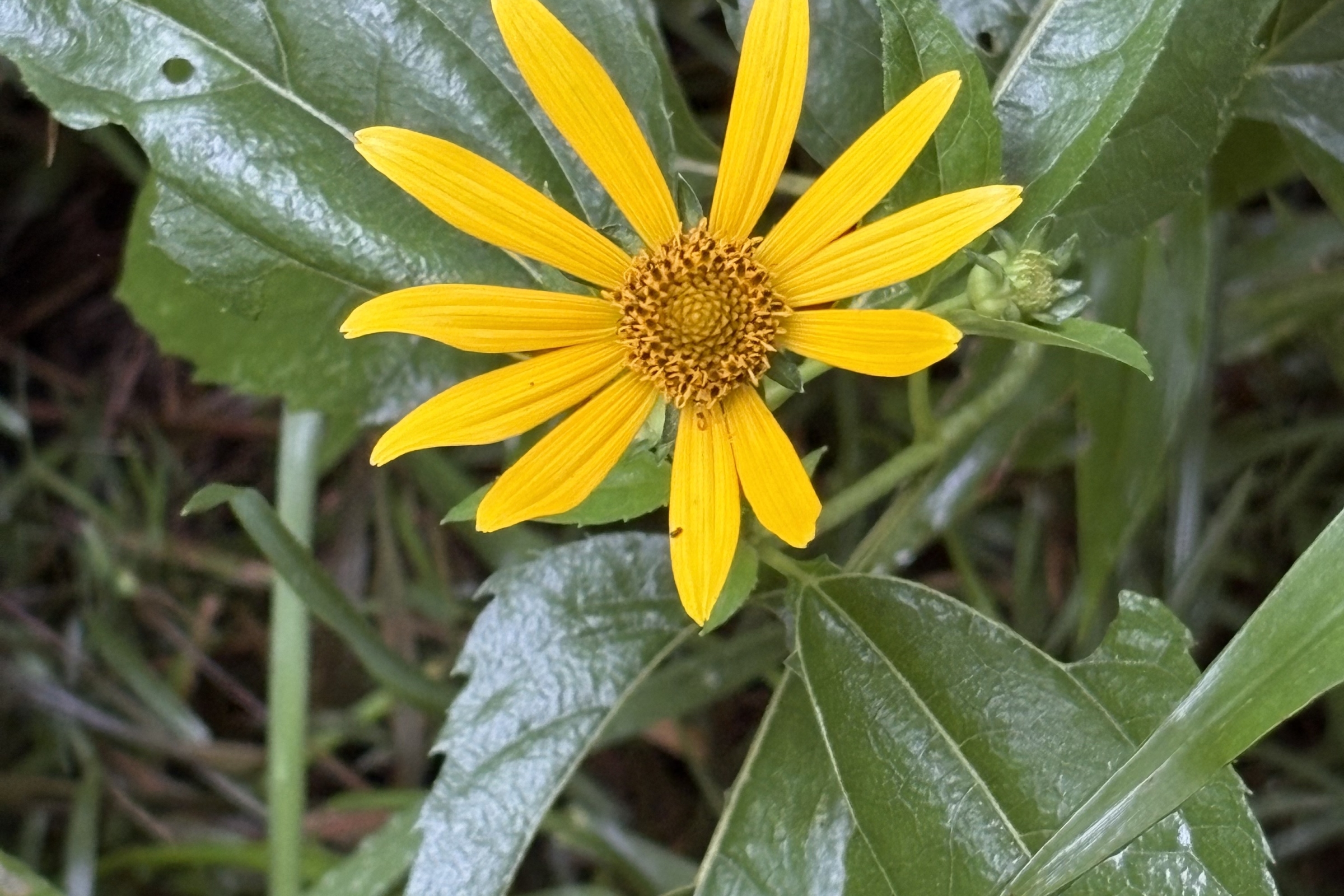 Guided Nature Tours | Davidson River Outfitters