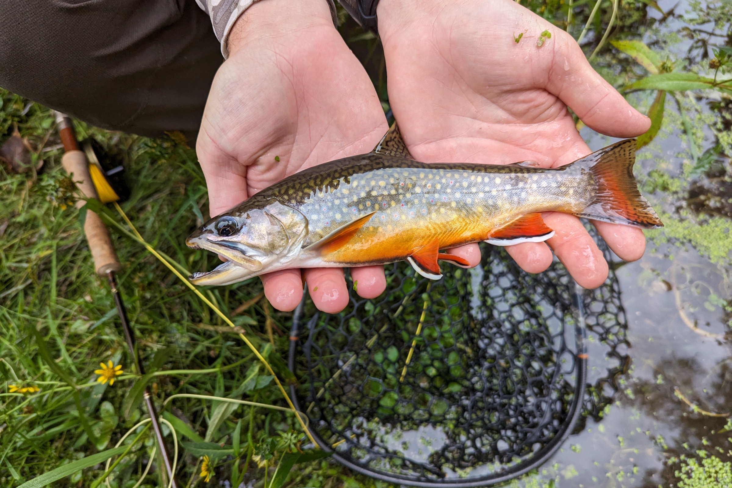 Guided Driftless Fly Fishing Trips | Davidson River Outfitters