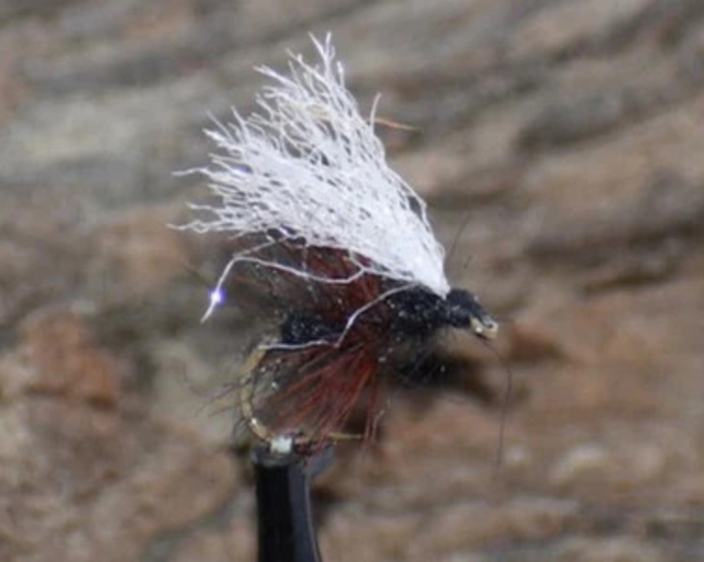 Texas Piss Ant
